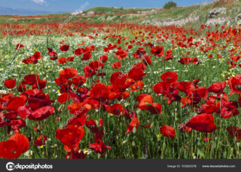 Où trouver un champ de coquelicots ?