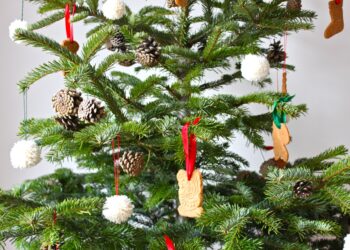 Où trouver un sapin de Noël naturel ?