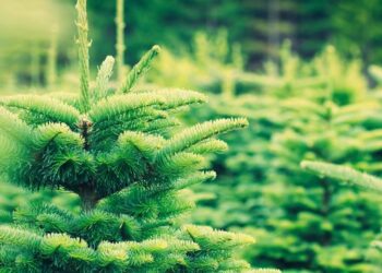 Où trouver un sapin de Noël naturel pas cher ?