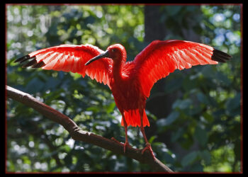 Où vit l'ibis rouge ?