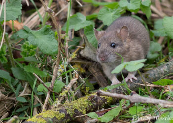 Où vivent les rats des champs ?