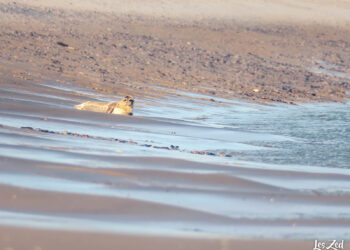 Où voir des animaux en liberté en France ?