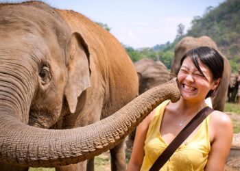 Où voir des éléphants en France ?