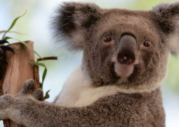 Où voir des koalas en Europe ?