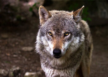 Où voir les loups en France ?