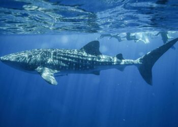 Où voir les requins baleines au Philippines ?