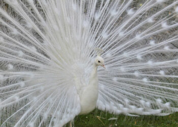 Où voir un paon blanc ?