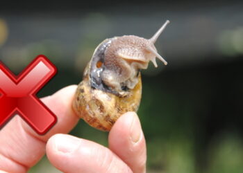 Pourquoi 12 escargots ?