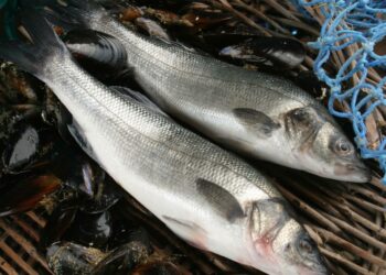 Pourquoi Dit-on un loup de mer ?
