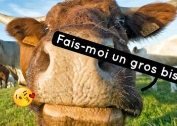 Pourquoi Dit-on une peau de vache ?