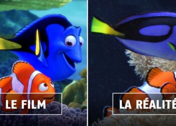 Pourquoi Dory perd la mémoire ?