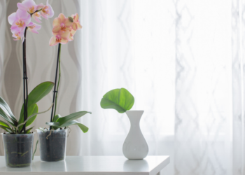 Pourquoi Met-on les orchidées dans des pots transparents ?