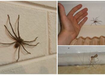 Pourquoi beaucoup d'araignées dans la maison ?