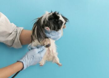 Pourquoi faire une assurance pour les animaux ?