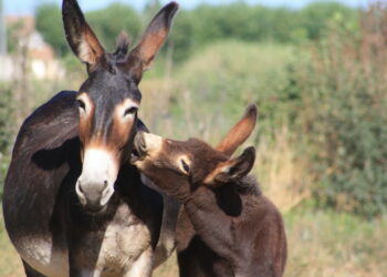 Pourquoi ferrer un âne ?