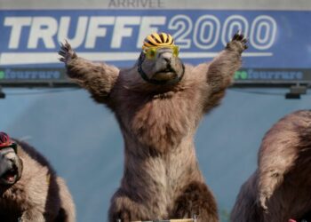 Pourquoi fr3 arrêtent les marmottes ?