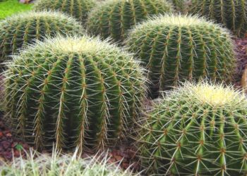 Pourquoi greffer des cactus ?