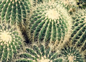 Pourquoi greffer un cactus ?