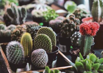 Pourquoi il ne faut pas offrir de cactus ?