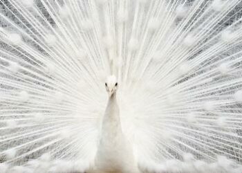 Pourquoi il y a des paon blanc ?
