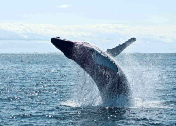 Pourquoi il y a des poissons sous les baleines ?