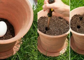 Pourquoi il y a des trous dans les pots de fleur ?