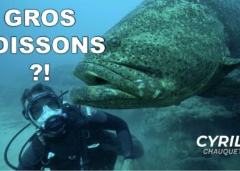 Pourquoi j'aime les poissons ?