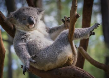 Pourquoi je n'arrive pas à payer en plusieurs fois ?