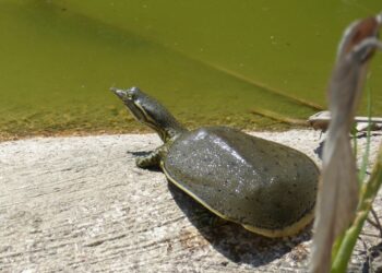 Pourquoi la carapace de la tortue devient molle ?