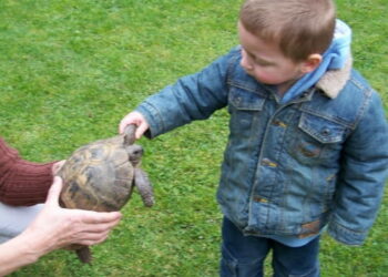 Pourquoi la carapace de ma tortue n'est pas lisse ?