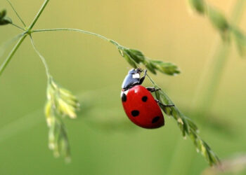 Pourquoi la coccinelle porte chance ?