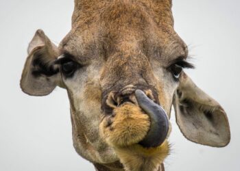 Pourquoi la girafe est muette ?