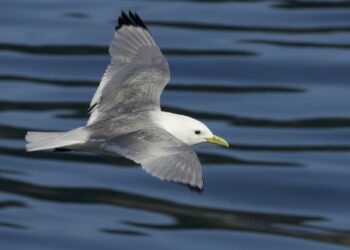 Pourquoi la mouette crie ?