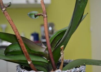 Pourquoi la tige de mon orchidée est marron ?