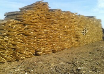 Pourquoi l'acacia est imputrescible ?