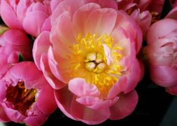 Pourquoi laquer des fleurs ?
