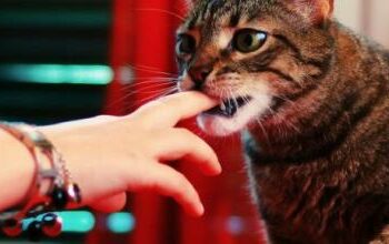 Pourquoi le bar ne mord pas ?