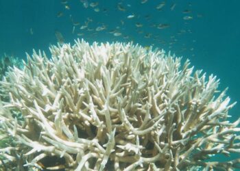Pourquoi le blanchissement des coraux ?