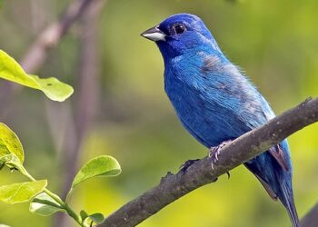 Pourquoi le bleu est la meilleure couleur ?