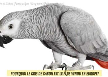 Pourquoi le gris ?