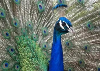 Pourquoi le paon crie Léon ?