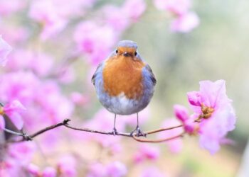 Pourquoi le printemps est le 20 mars ?