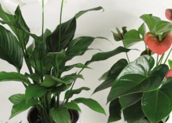 Pourquoi les araignées viennent dans ma chambre ?