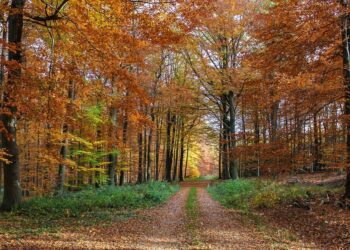 Pourquoi les arbres font de la résine ?