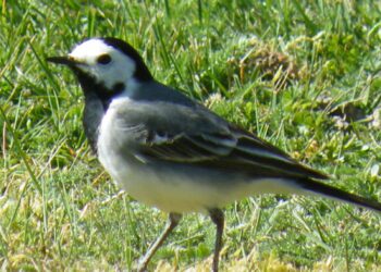 Pourquoi les bergeronnette remue la queue ?