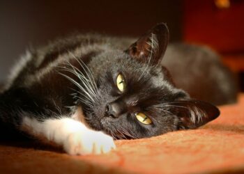 Pourquoi les chats ont des vers blancs ?