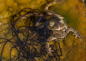 Pourquoi les crapauds gonflent ?