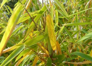 Pourquoi les feuilles de bambou jaunissent ?