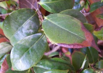 Pourquoi les feuilles de mon Kentia brunissent ?