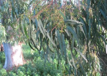 Pourquoi les feuilles de mon eucalyptus jaunissent ?